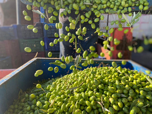 EGE HARMAN Yeşil Köy Kırma Zeytin